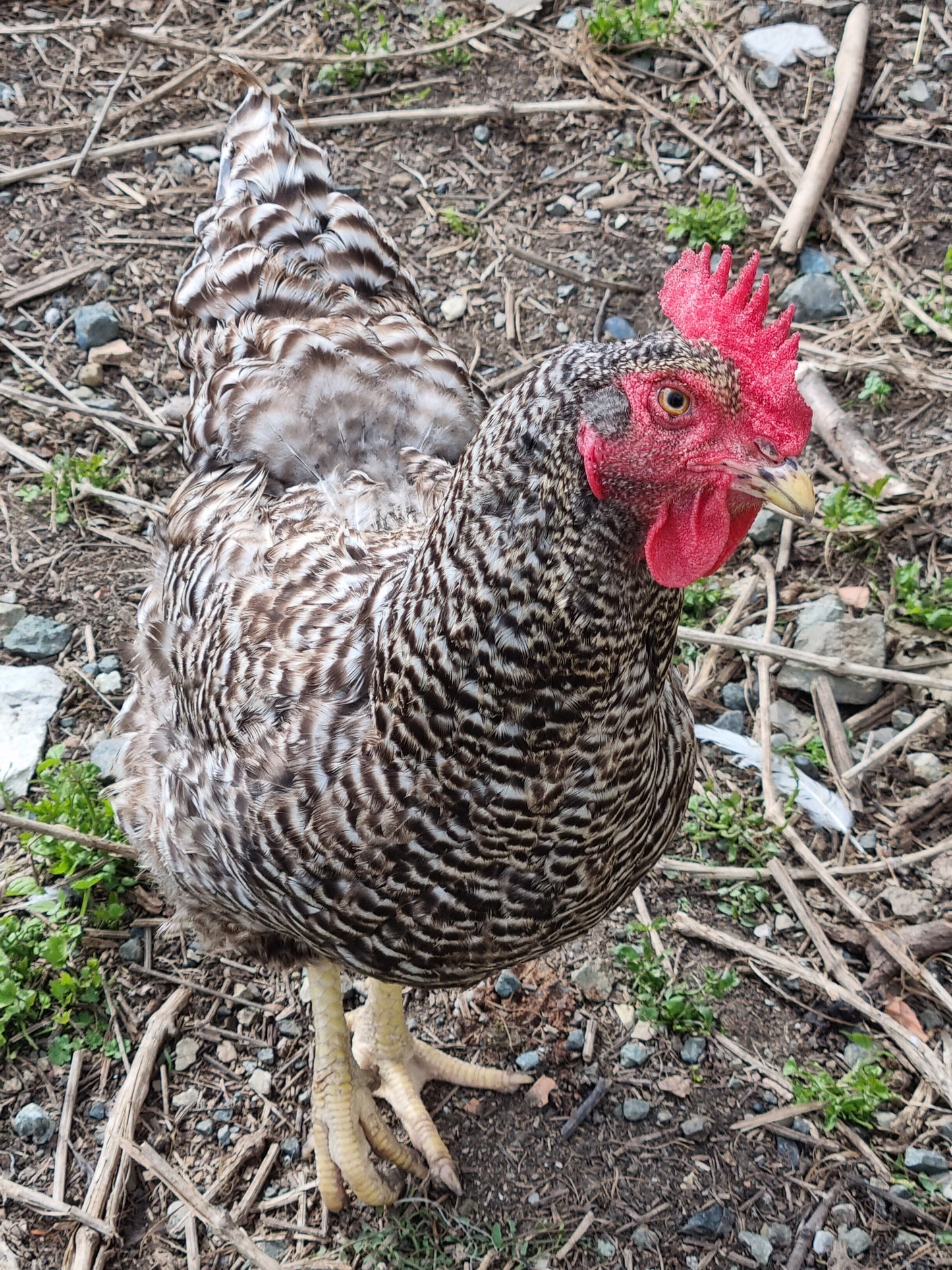 Adotta una gallina Anziana