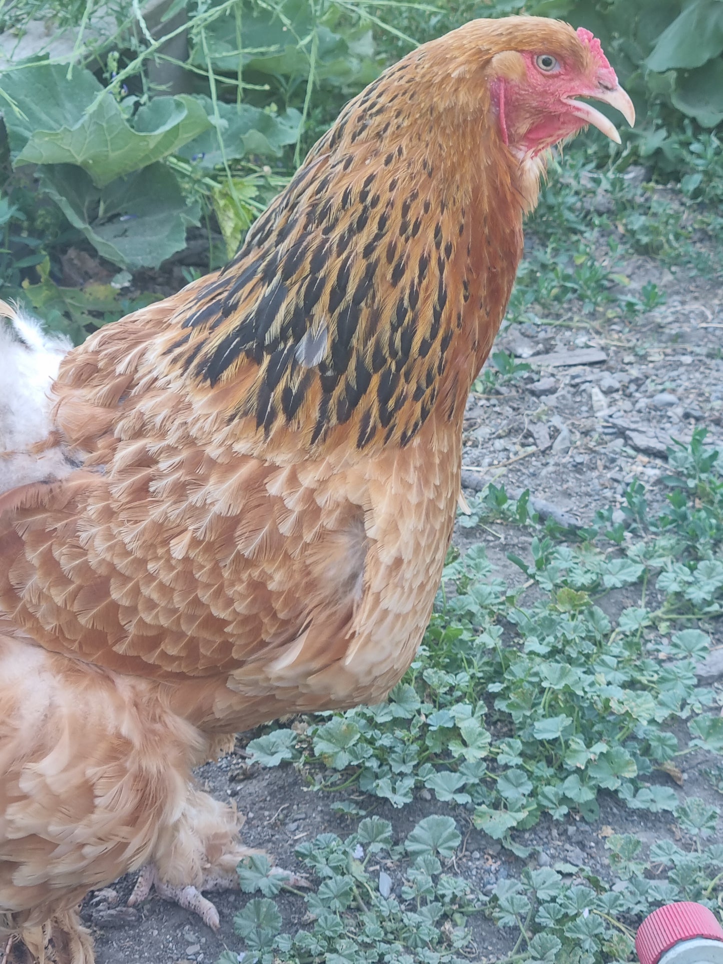 Adotta una gallina