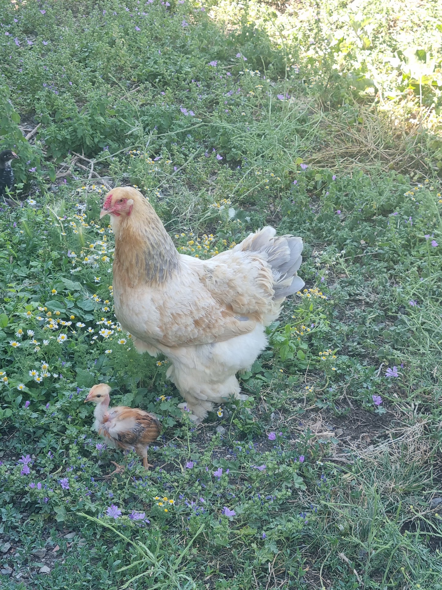 Adotta una gallina