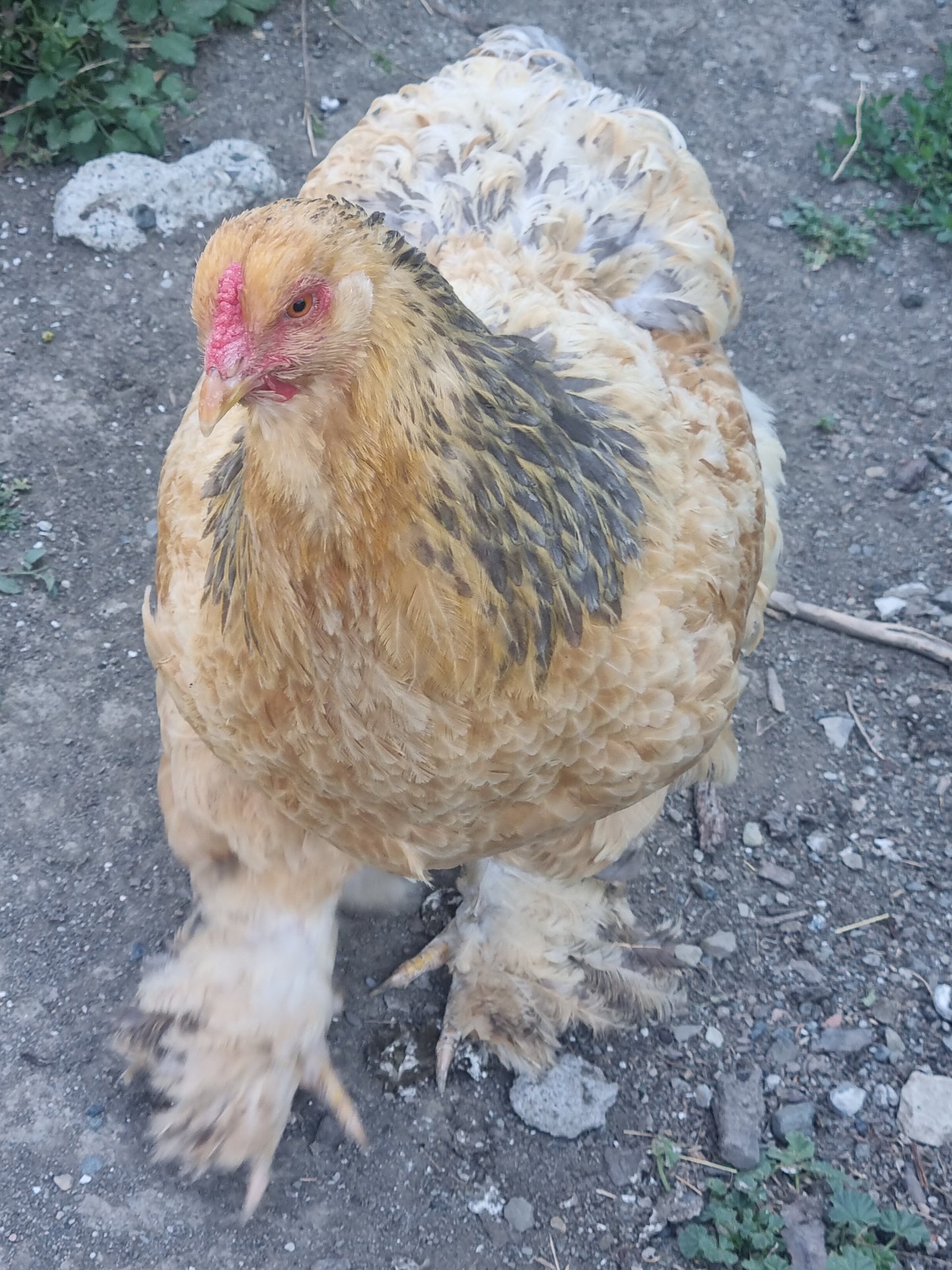 Adotta una gallina