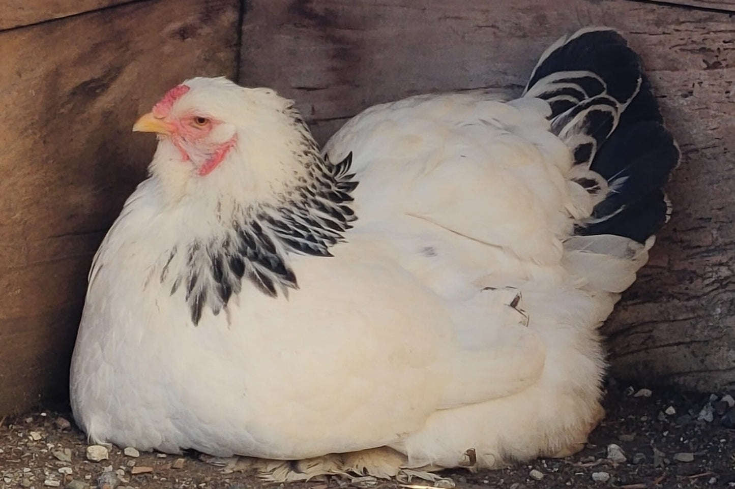 Adotta una gallina