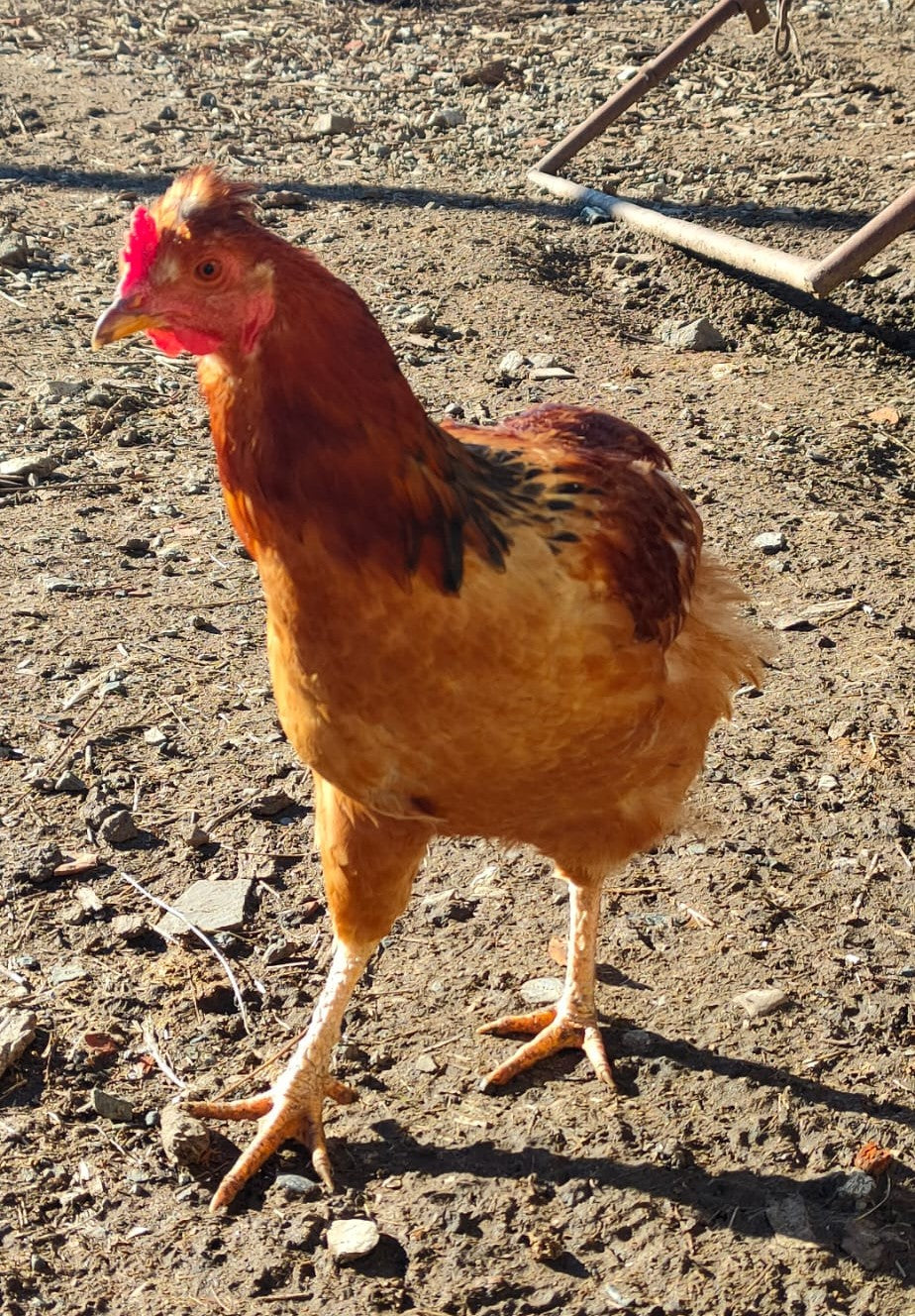 Adotta una gallina