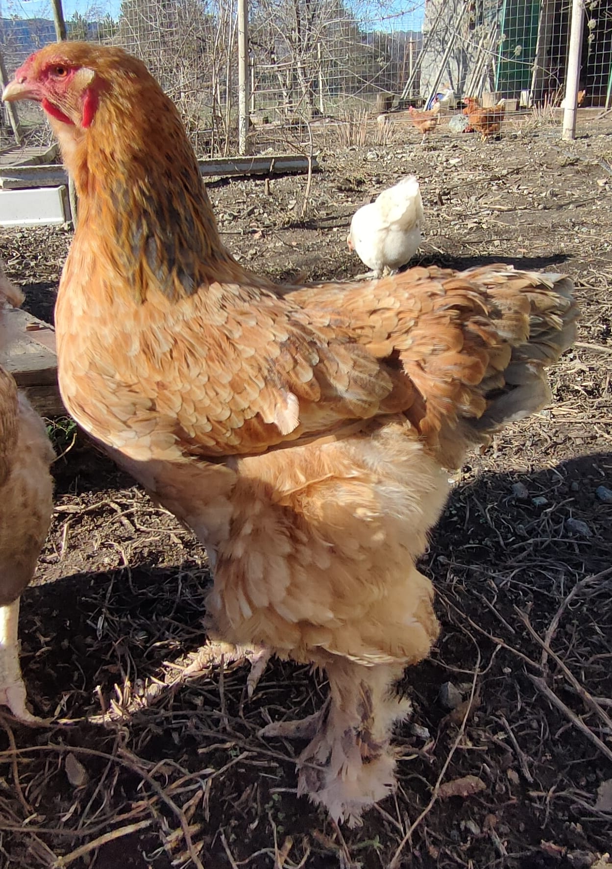 Adotta una gallina