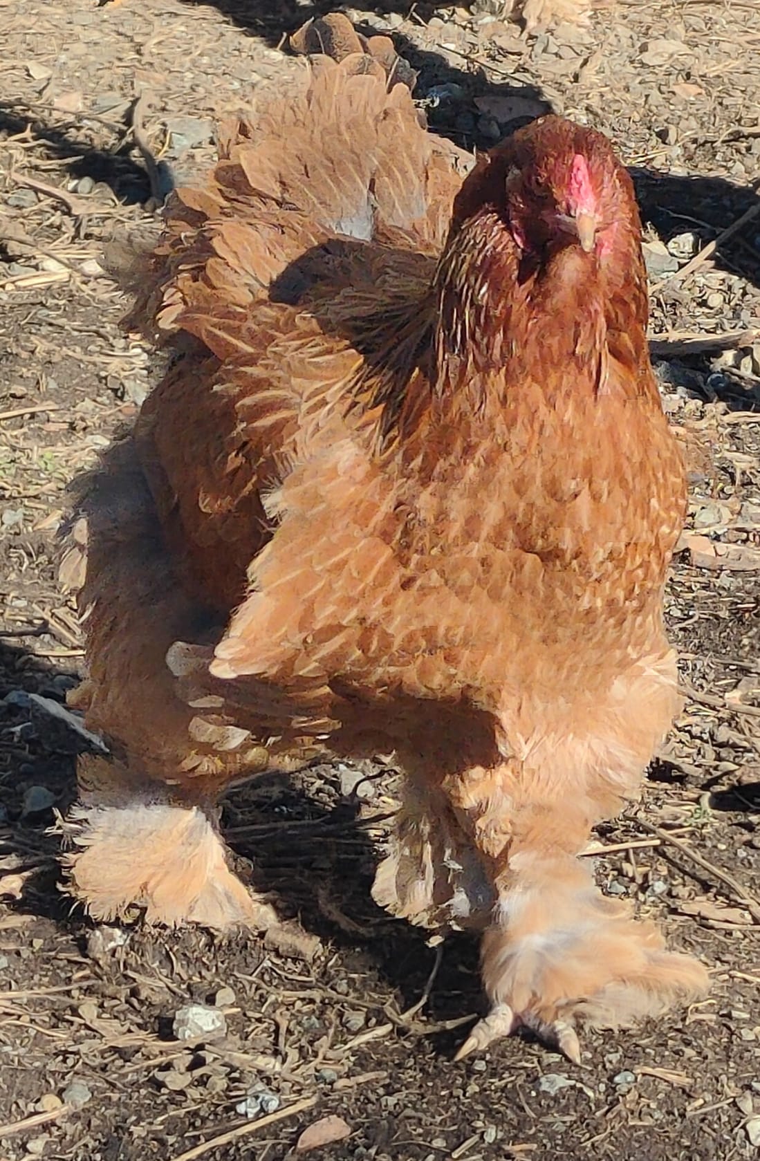 Adotta una gallina