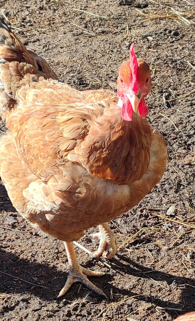 Adotta una gallina