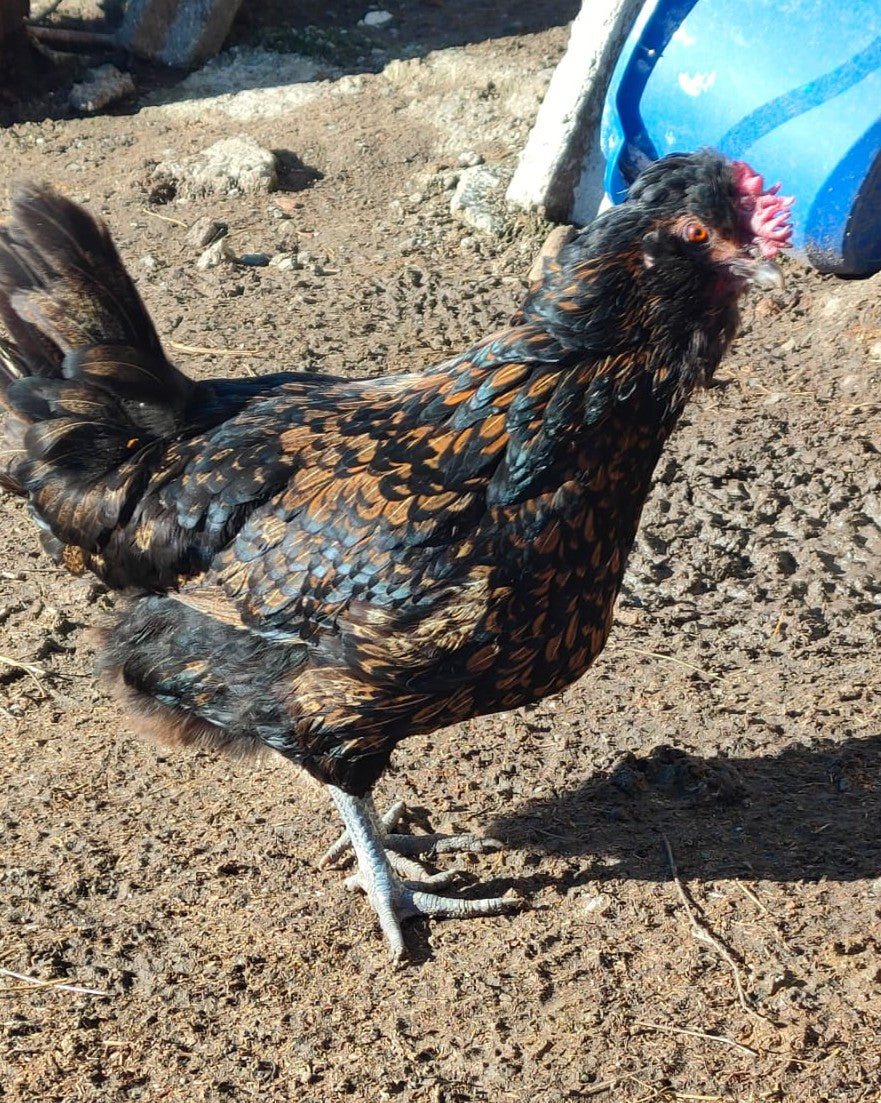 Adotta una gallina