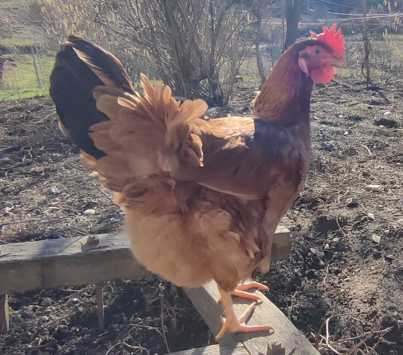 Adotta una gallina
