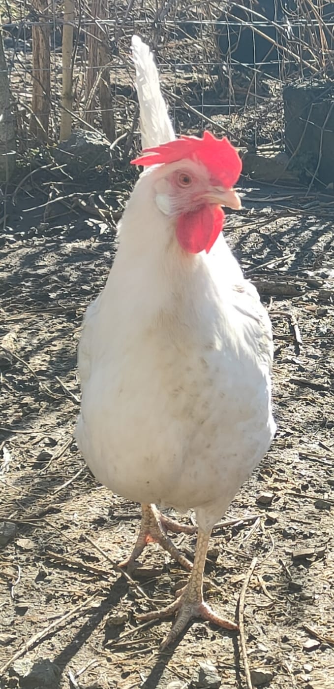 Adotta una gallina