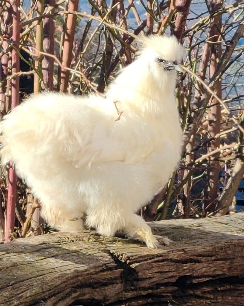 Adotta una gallina